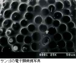 珊瑚礁の電子顕微鏡